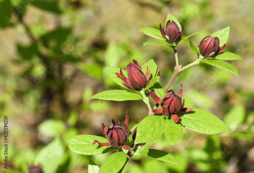 Wine-colored aromatic blooms of the sweet shrub (Calycanthus Floridus)