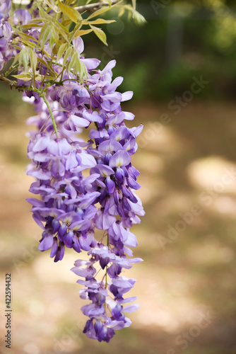 Beautiful purple blossoms of fragrant wisteria. Copyspace