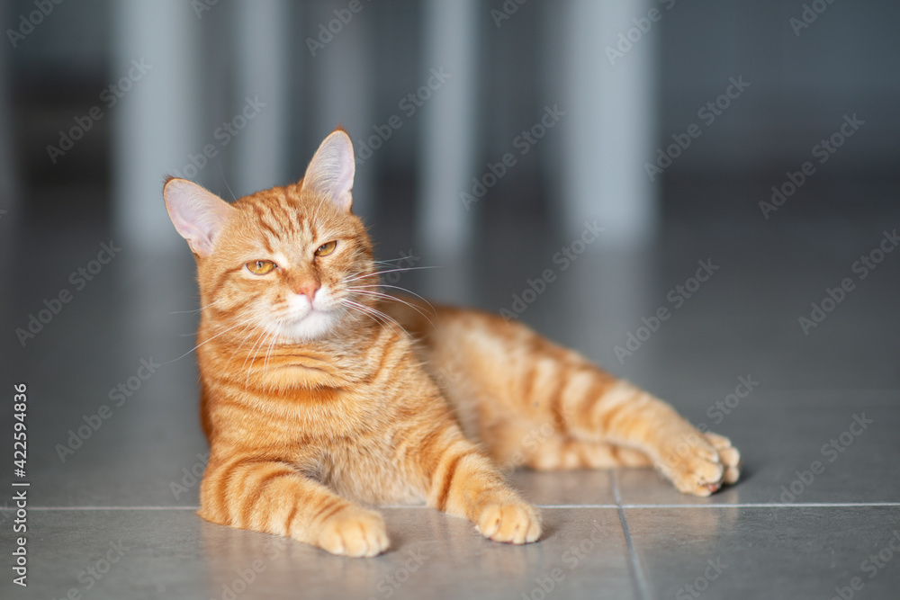 Cute funny red tabby kitten at home. Adorable young pet.