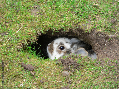 Принти на полотні dwarf rabbit sits in a self-dug cave in the garden lawn