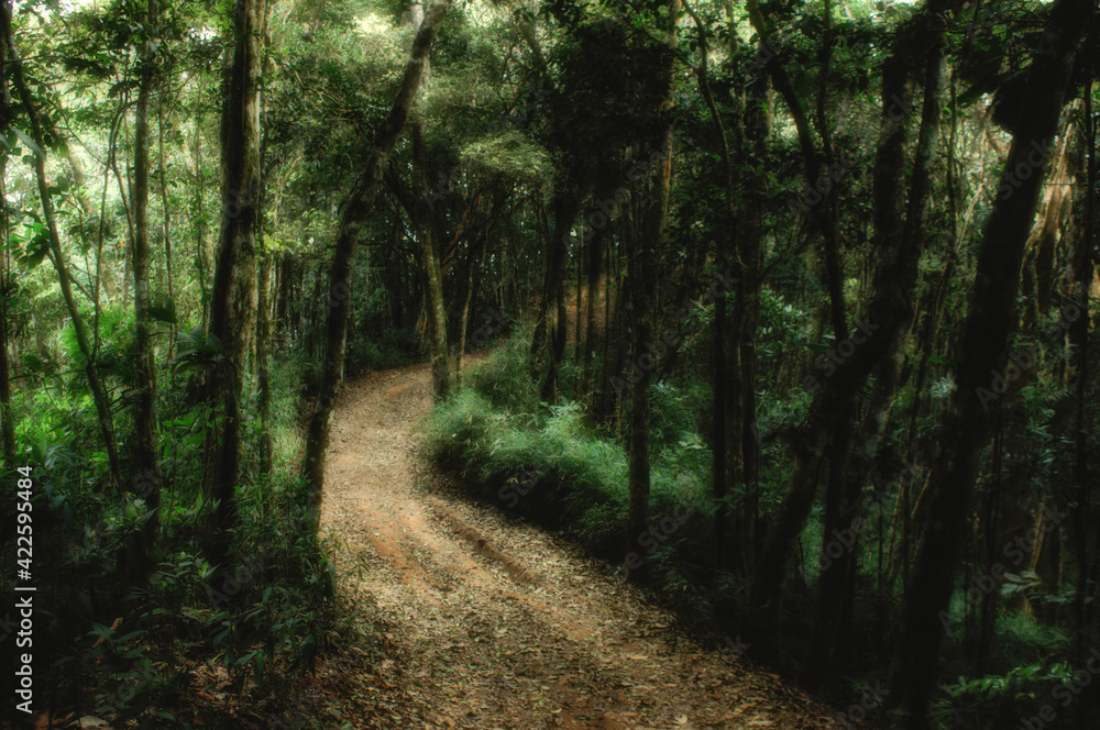 path in the woods