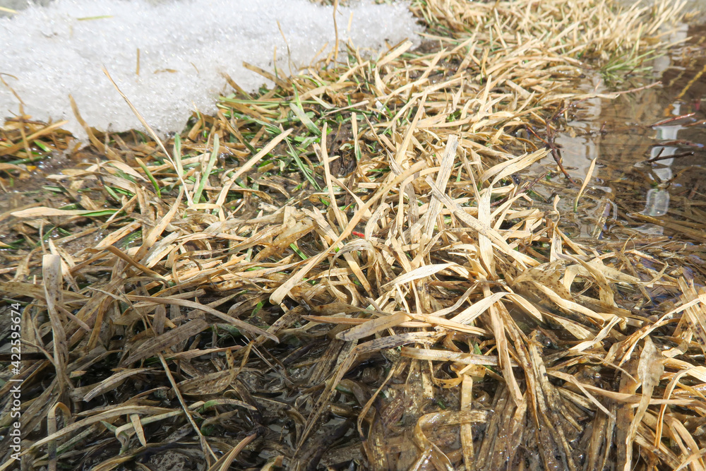 grass in the snow