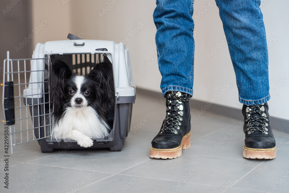 Dog papillon in a cage for safe transport.