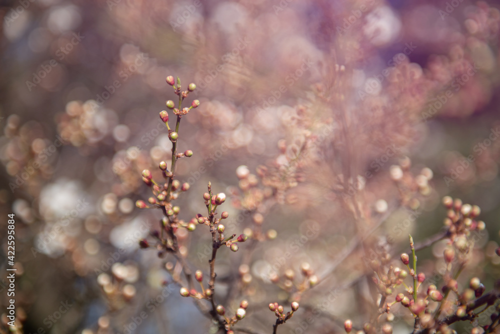 Branch of sakura with white and rose flowers blossom. Cherry tree with flowers blooming, beautiful spring nature background Branch of sakura with white and rose flowers blossom. Cherry tree with flowers blooming, beautiful spring nature background