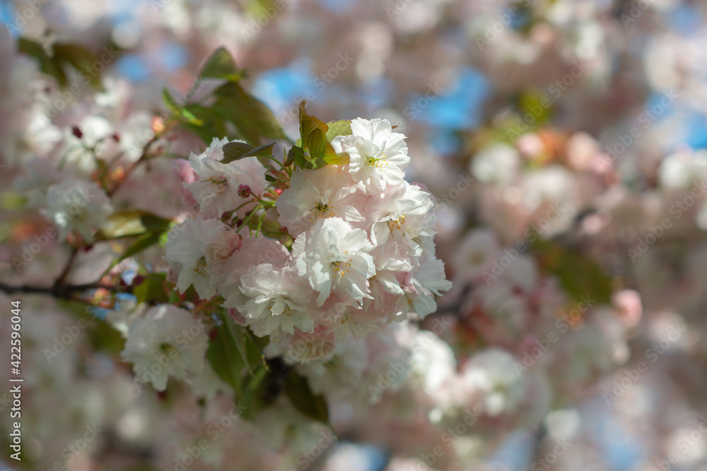 Branch of sakura with white and rose flowers blossom. Cherry tree with flowers blooming, beautiful spring nature background Branch of sakura with white and rose flowers blossom. Cherry tree with flowers blooming, beautiful spring nature background