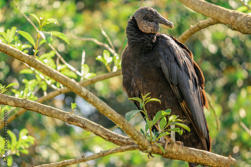 vulture on a branch