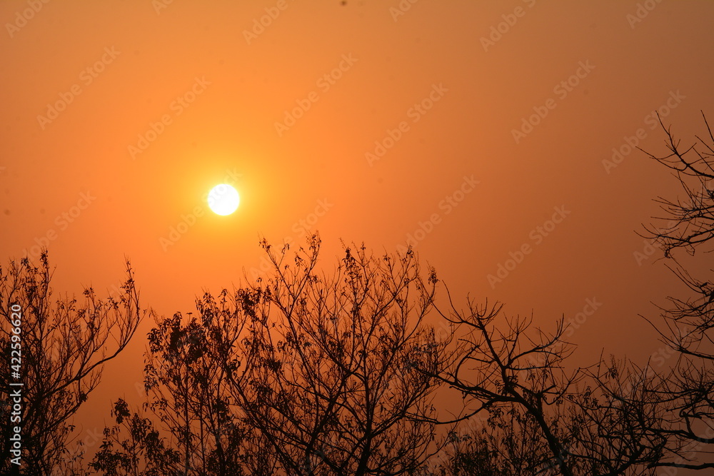 a tree trying to touch the sunset-Matheran