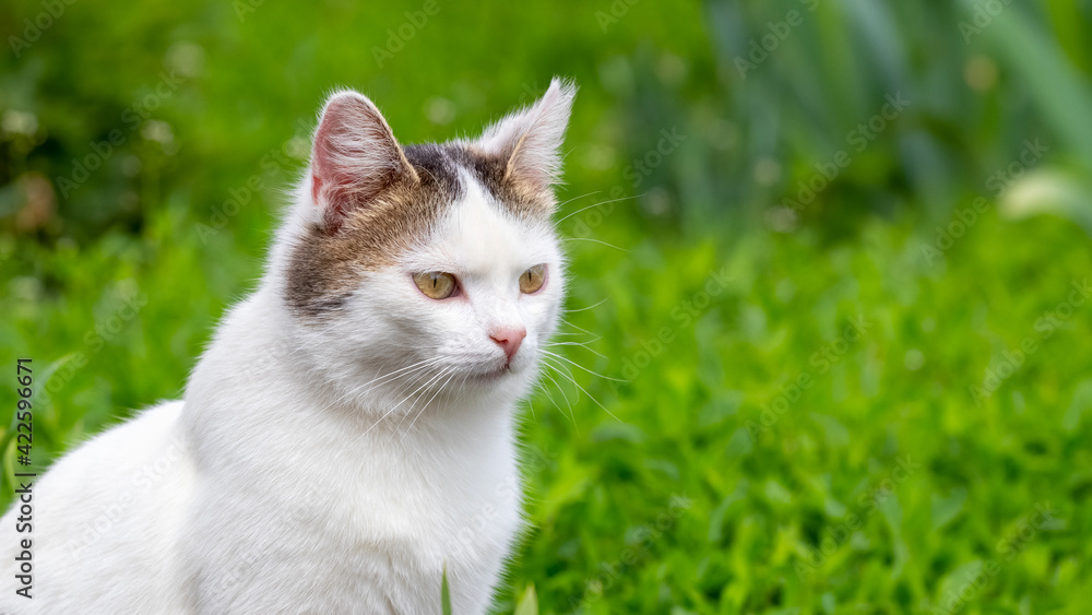 Young white spotted cat in the garden on a background of grass close up