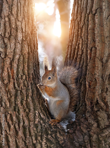 Cute curious squirrel on pine tree trunk. Squirrel eating nuts  natural background. Eurasian red squirrel  Sciurus vulgaris  close up.