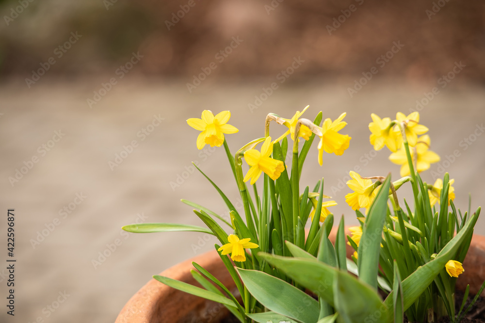 Fototapeta premium Gelbe Narzisse / Osterglocke / Osterglöckchen im Frühling