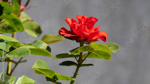 Red rose in the garden on a gray background on a sunny day