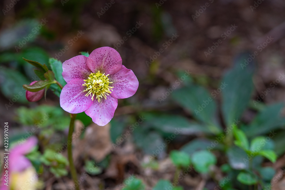 Pink blühende Schneerose / Christrose im Frühling Pink blühende Schneerose / Christrose im Frühling