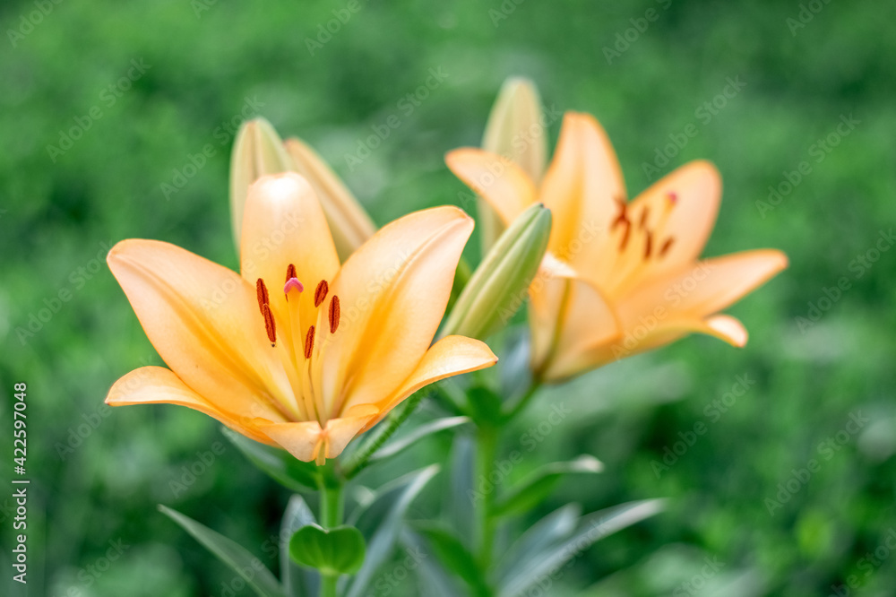 Orange lilies in the garden close up on a blurred background Orange lilies in the garden close up on a blurred background