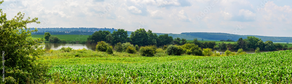 Field of young corn near the river with trees, growing corn