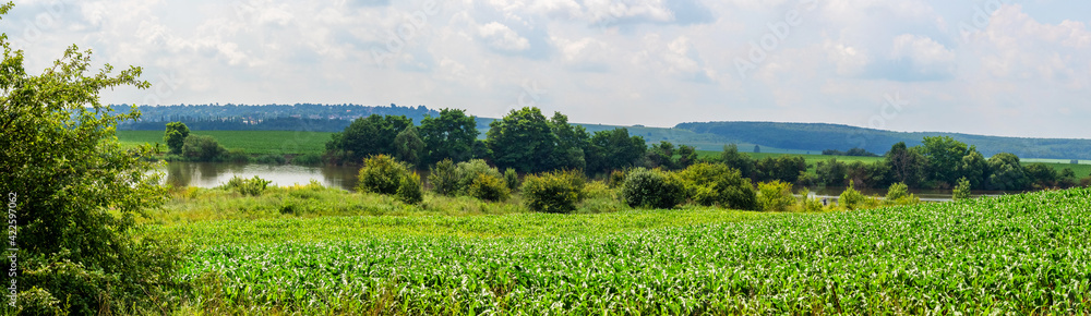 Field of young corn near the river with trees, growing corn Field of young corn near the river with trees, growing corn