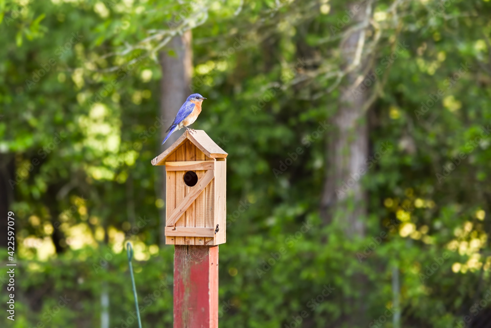 Male Eastern bluebird keeping watch as female is inside birdbox shaping their nest with pine needles. Landscape orientation Male Eastern bluebird keeping watch as female is inside birdbox shaping their nest with pine needles. Landscape orientation