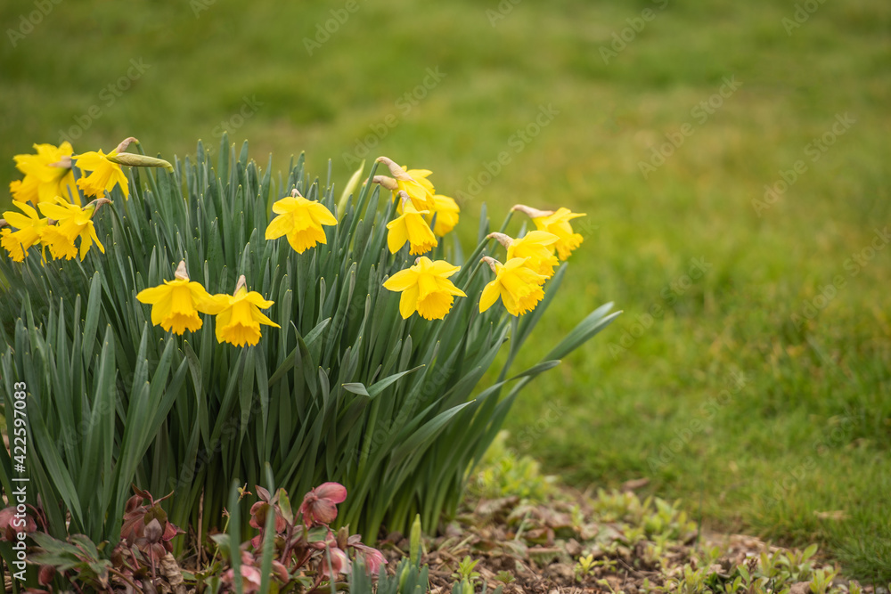 Gelbe Narzisse / Osterglocke / Osterglöckchen im Frühling Gelbe Narzisse / Osterglocke / Osterglöckchen im Frühling