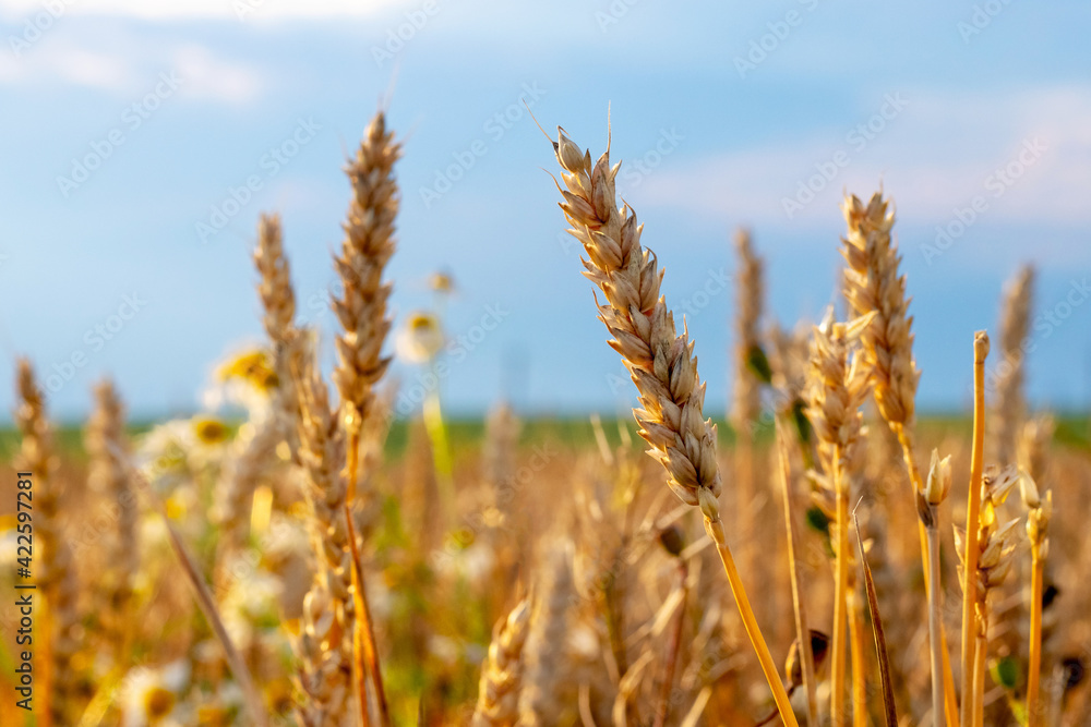 Wheat field with large ripe spikelets on a background of blue sky Wheat field with large ripe spikelets on a background of blue sky
