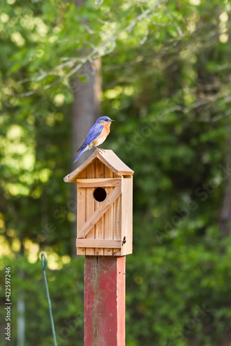 Male Eastern bluebird keeping watch as female is inside birdbox shaping their nest with pine needles. Portrait orientation