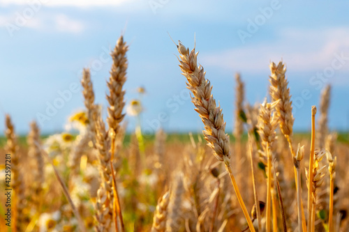 Wheat field with large ripe spikelets on a background of blue sky