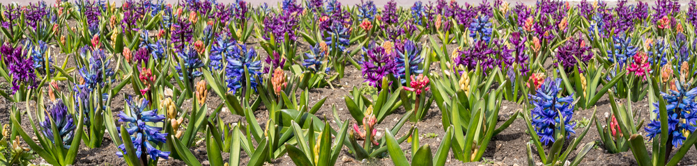 Obraz premium Banner with fresh planted blue, purple, and orange hyacinths on a flowerbed in early spring