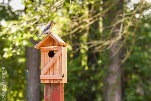 Female Eastern bluebird carrying nest making materials perched on top of wooden birdhouse