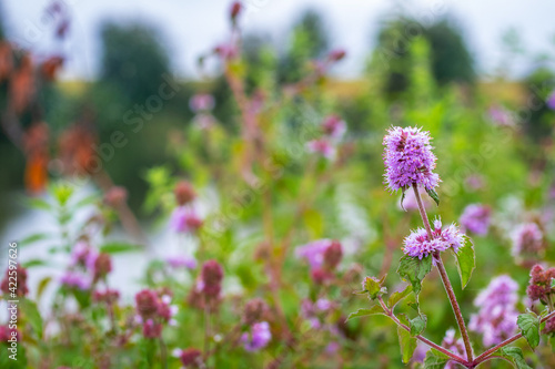 Wild pink flowers by the river among the thickets of grass