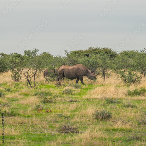 A black female rhino with here baby walking through bushes in Etosha National Park