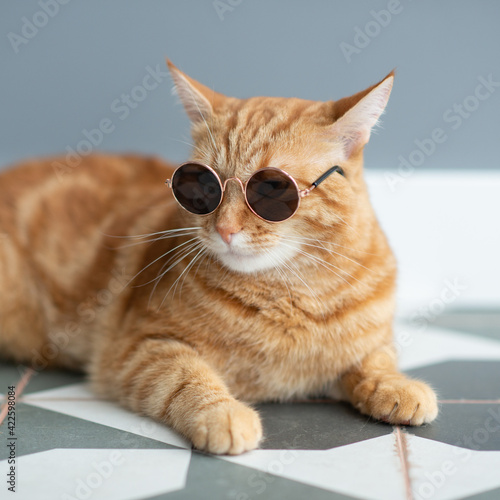 Fashion red tabby cat wearing sunglasses posing indoor. Gorgeous fluffy adorable young pet.