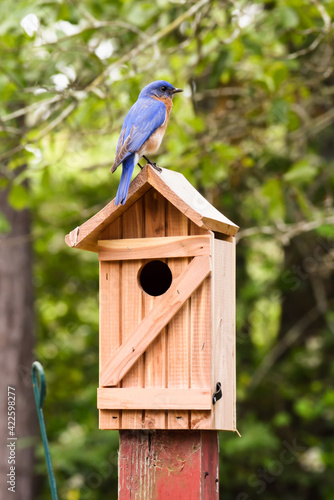 Male bluebird perched atop a wooden bird house