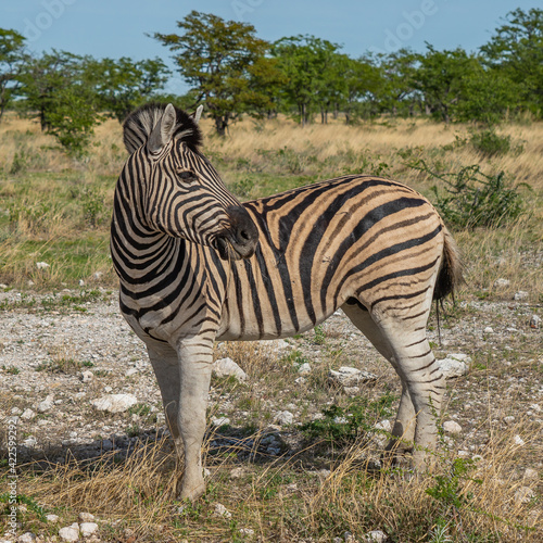 Zebra close up at the savanna in Etosha National Park  Namibia
