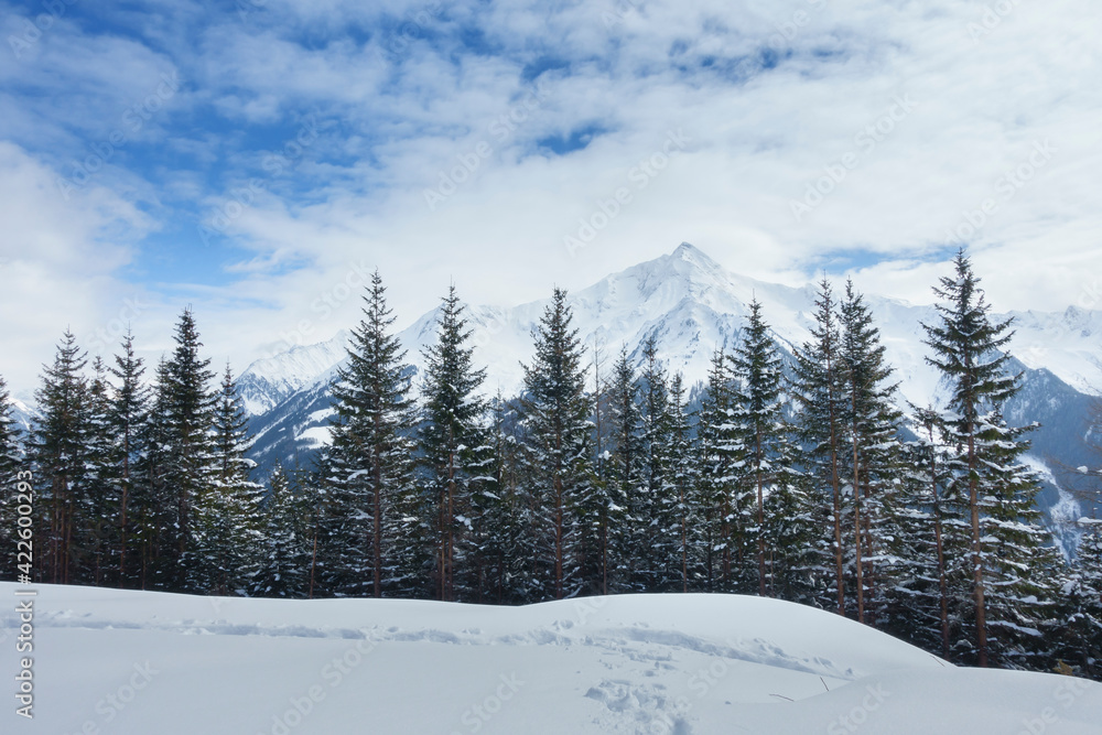Winterwald mit verschneitem Berggipfel im Hintergrund Winterwald mit verschneitem Berggipfel im Hintergrund