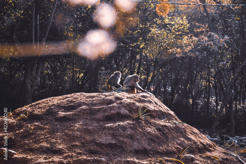 Monkeys in the forest