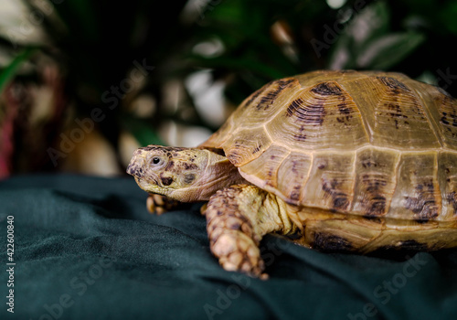 Turtle on a green background © Igor