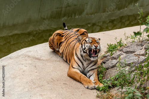 Tiger resting in the nature near the water