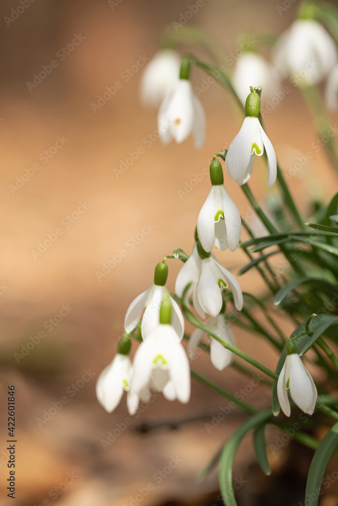 Fototapeta premium Snowdops, Galanthus nivalis, on sunny forest floor.