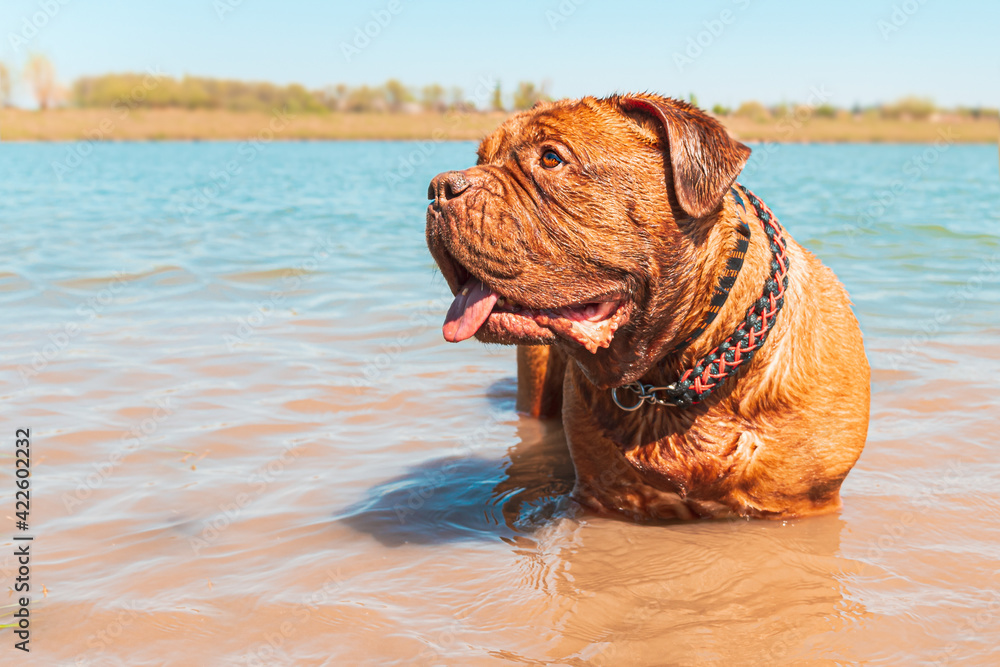 Big dog. French Mastiff in the water.