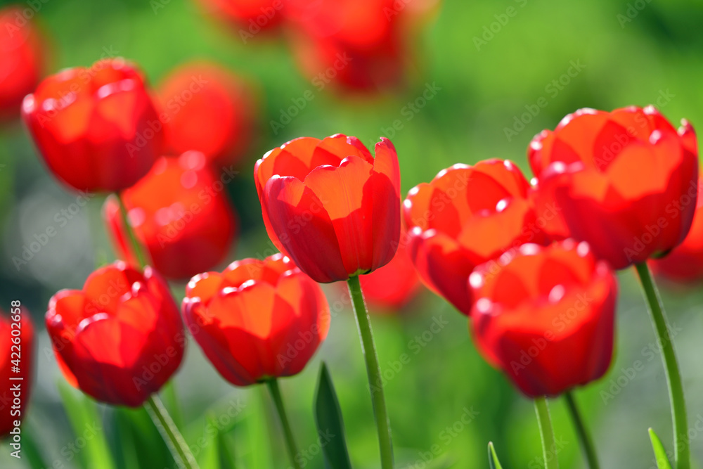 Fototapeta premium Red tulips in the spring garden