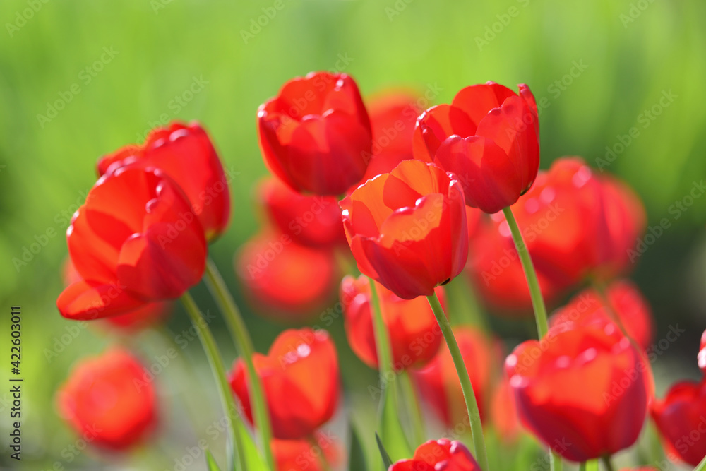 Fototapeta premium Red tulips in the spring garden