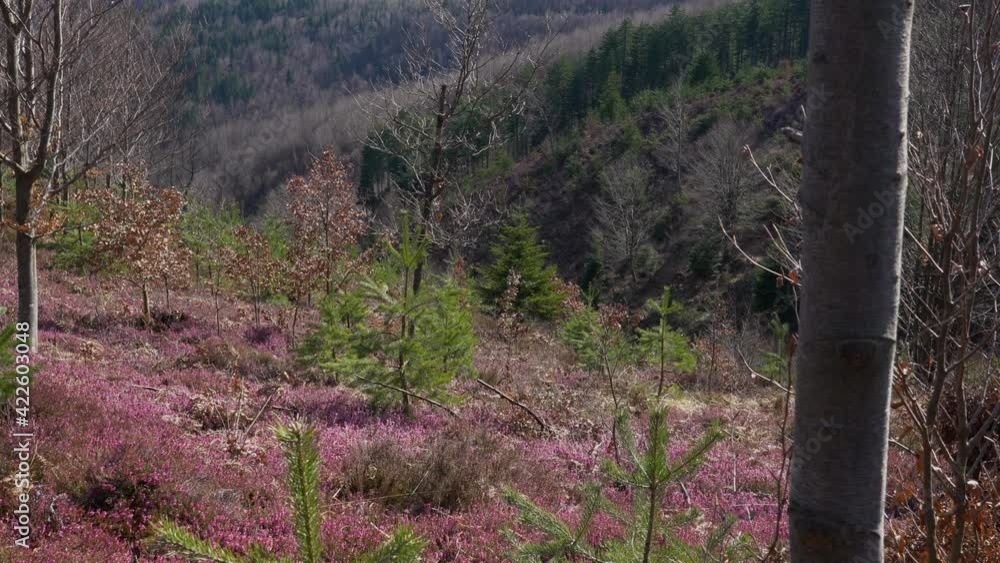 Field of Winter Heath in spring blooming (Erica carnea) - (4K) Field of Winter Heath in spring blooming (Erica carnea) - (4K)