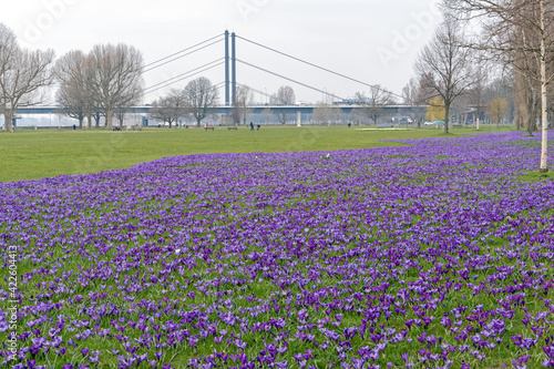 Blaues Band Düsseldorf photo