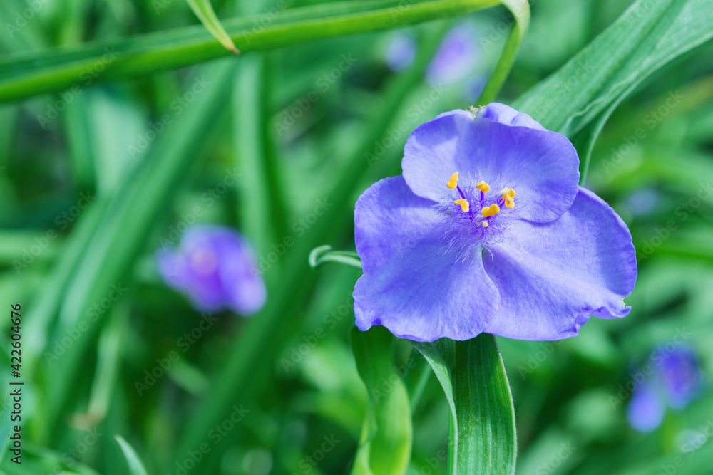 Beautiful light cyan flowers tradescantia (Latin: Tradescantia occidentalis) in garden, closeup. Plant Tradescantia absorb dust and purify air. Soft focus. Beautiful light cyan flowers tradescantia (Latin: Tradescantia occidentalis) in garden, closeup. Plant Tradescantia absorb dust and purify air. Soft focus.