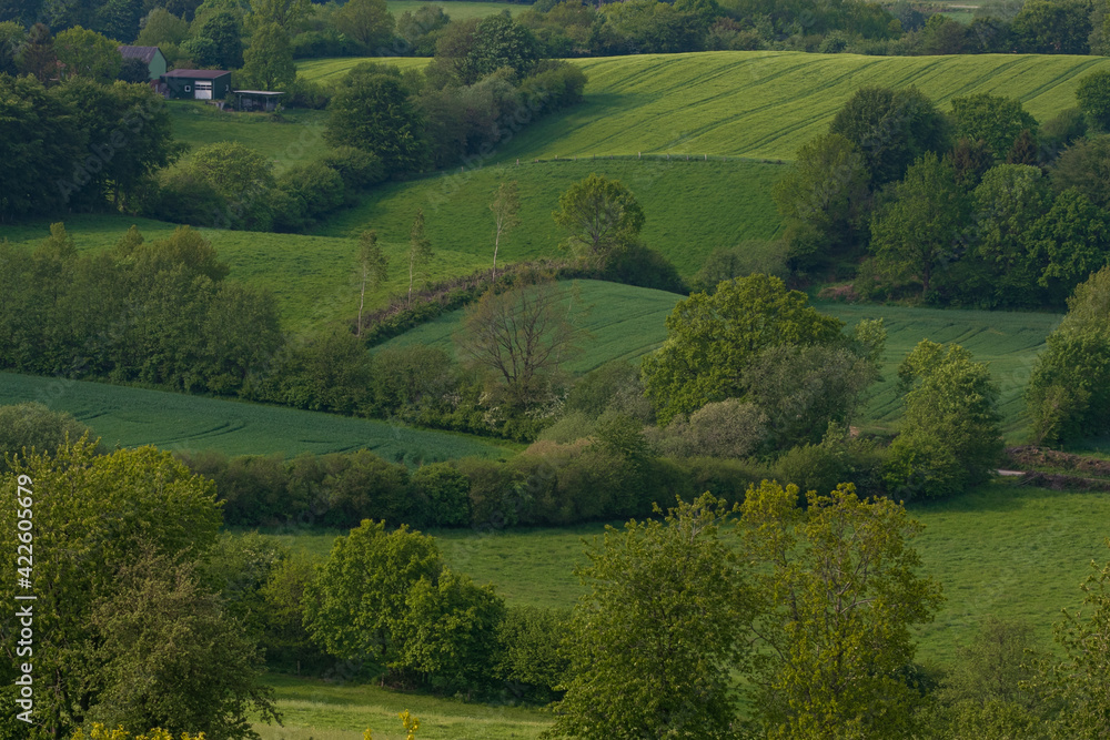 Green fields with hills and hedgerows in spring, agriculture, farming