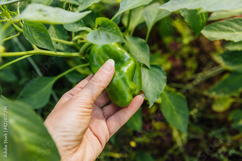 Gardening and agriculture concept. Female farm worker hand harvesting green fresh ripe organic bell pepper in garden. Vegan vegetarian home grown food production. Woman picking paprika pepper.