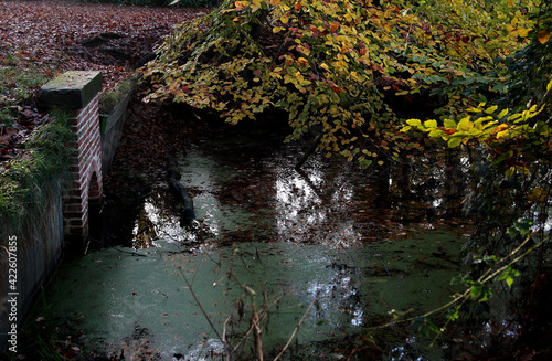 Dirty pond in a forest in Ambt Delden, The Netherlands photo