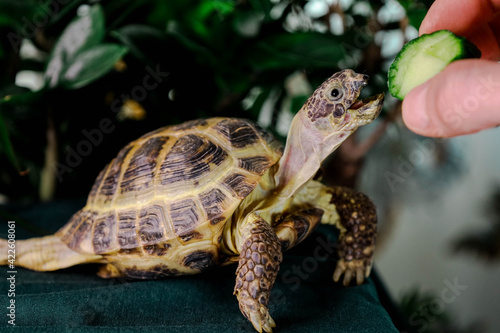 Eating turtle © Igor