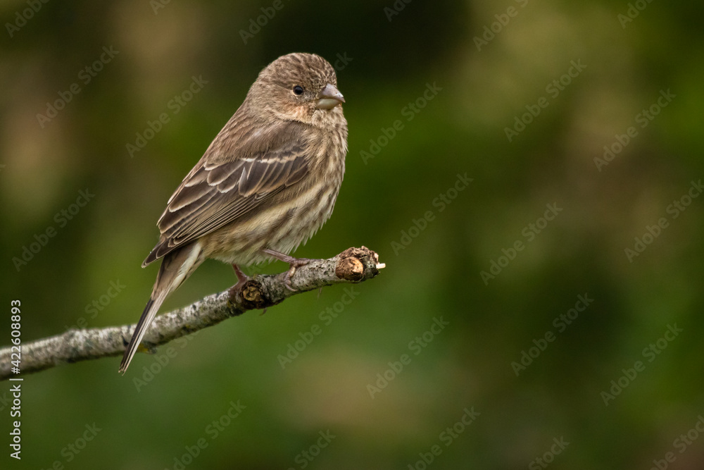 Female House Finch perched on a bare twig with a green bush in the background. Female House Finch perched on a bare twig with a green bush in the background.