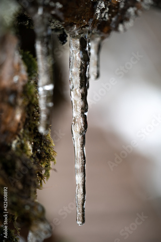 Eiszapfen in den Schwarzwald