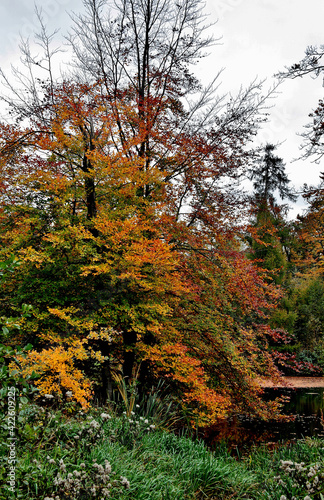 Vertical shot of autumn trees in a forest in Ambt Delden, The Netherlands photo