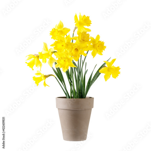 Fototapeta Naklejka Na Ścianę i Meble -  Bouquet yellow garden narcissus flowers in vintage brown clay pot